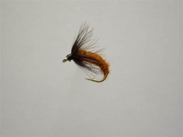 Size 16 Pupa Brown